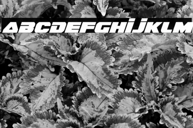 Guardian Italic Font examples