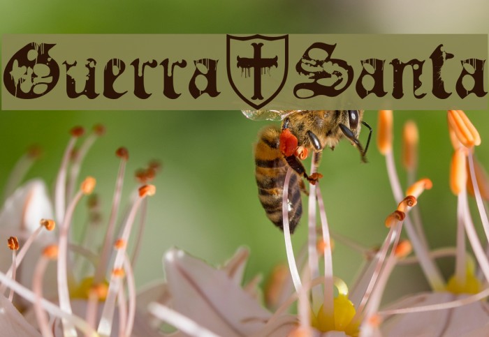 Guerra_Santa Font examples