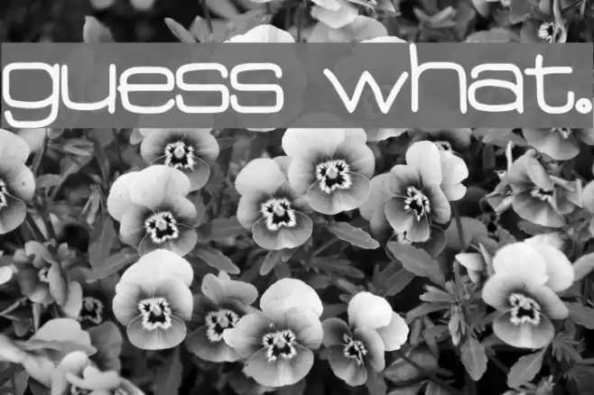 Guess What. Font examples