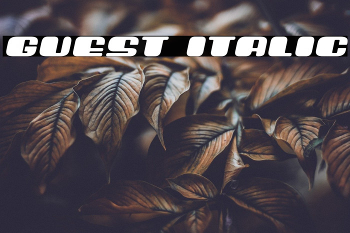 Guest Italic Font examples