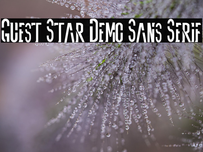 Guest Star Demo Sans Serif Example 3