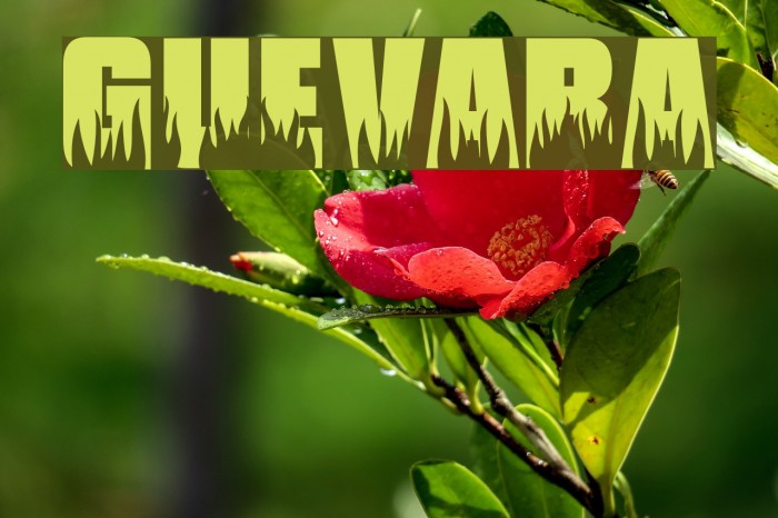 Guevara Font examples