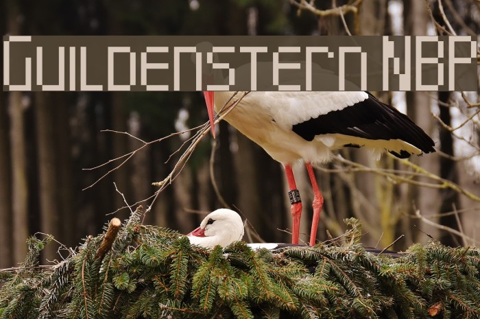 Guildenstern NBP Font examples