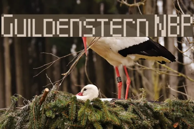 Guildenstern NBP Example 3