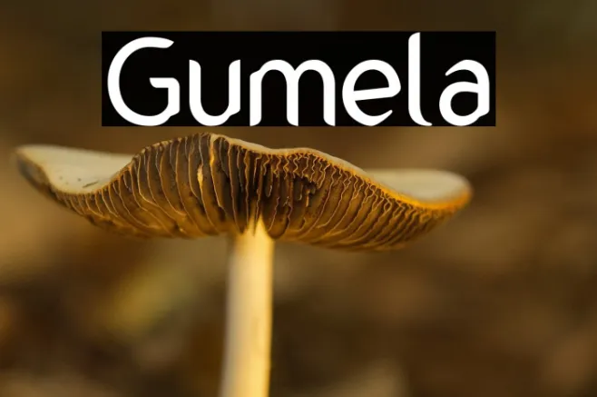 Gumela Example 1