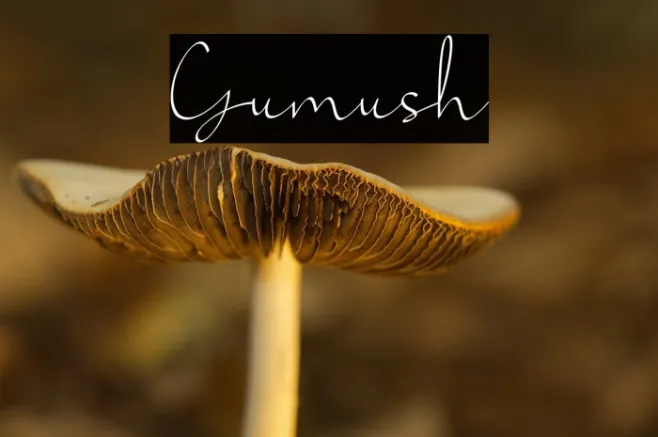 Gumush Example 2