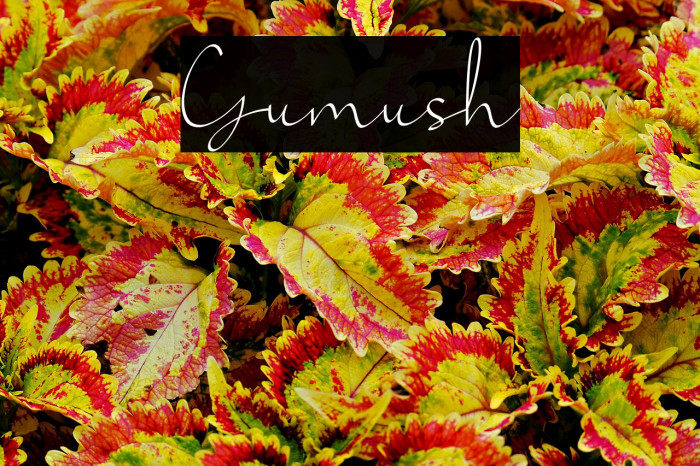 Gumush Example 3
