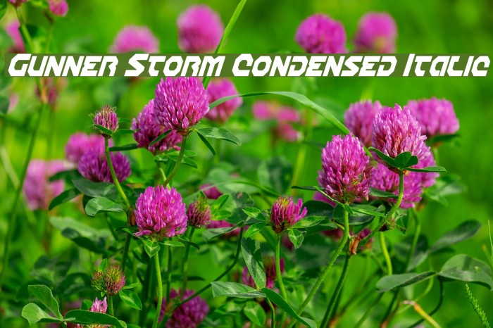 Gunner Storm Condensed Italic Example 1