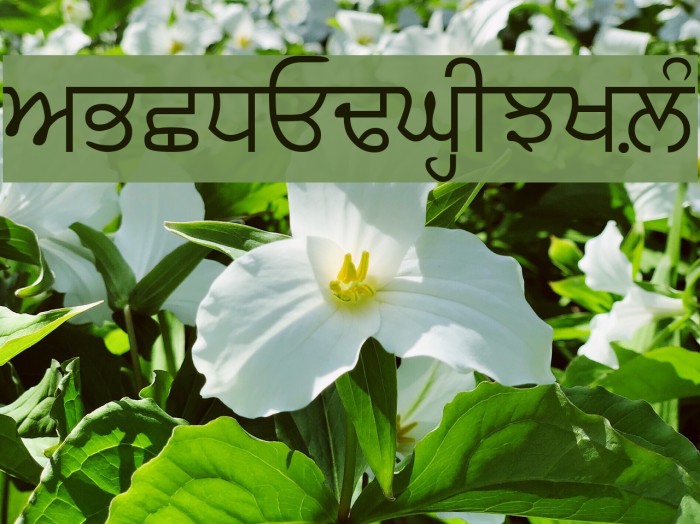 GurbaniAkhar Font examples