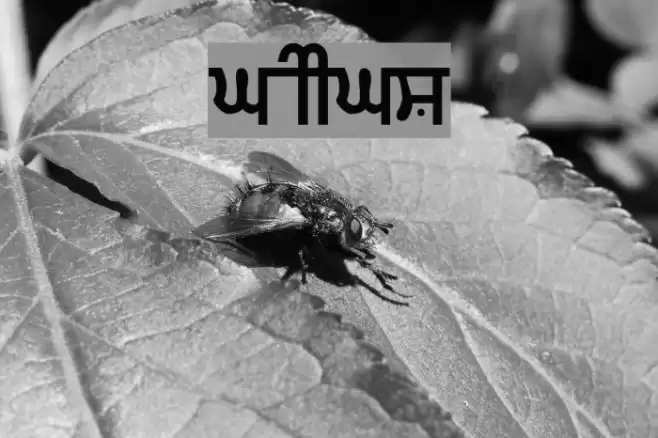 Gurmukhi_IIGS フォント examples