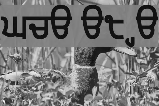 Gurvetica a8 Heavy Font examples