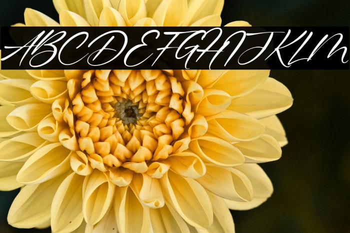 Gustavo Eastwood Example 2