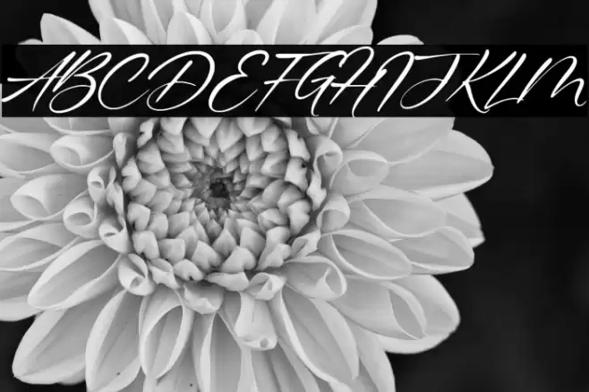 Gustavo Eastwood Font examples