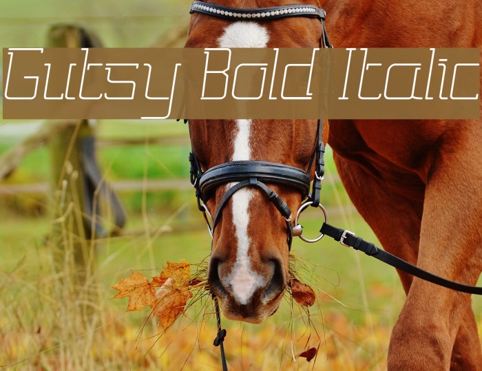 Gutsy Bold Italic Font examples