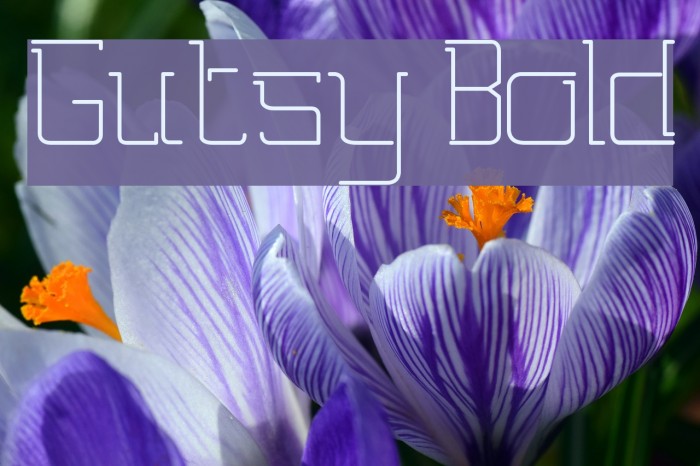 Gutsy Bold Example 3