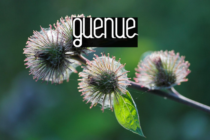 guenue Example 2