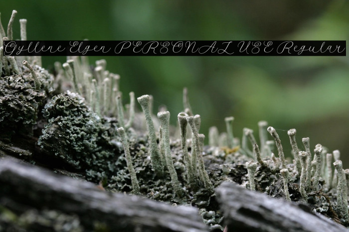 Gyllene Elgen PERSONAL USE Regular Example 3
