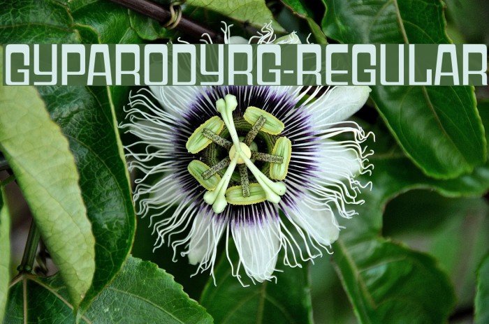 GyparodyRg-Regular Example 2