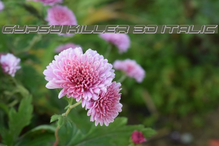 Gypsy Killer 3D Italic Example 1