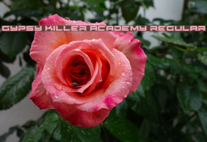 Gypsy Killer Academy Regular Font examples