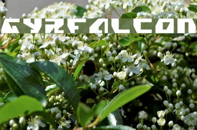 Gyrfalcon Example 1