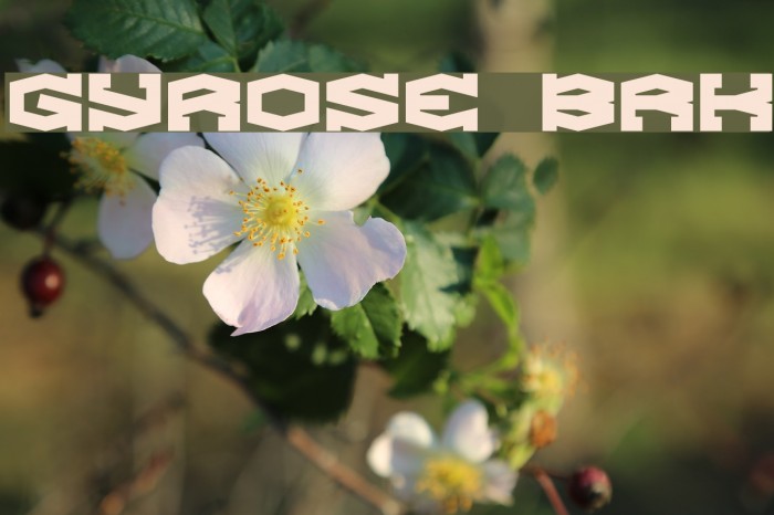 Gyrose BRK Fuentes examples