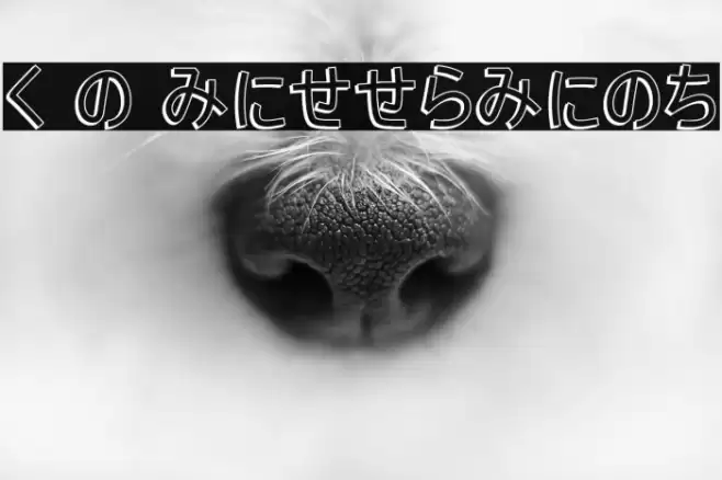 H K Nipponika Font examples