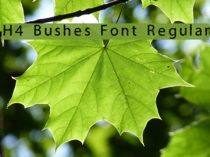 H4 Bushes Font Regular Font examples