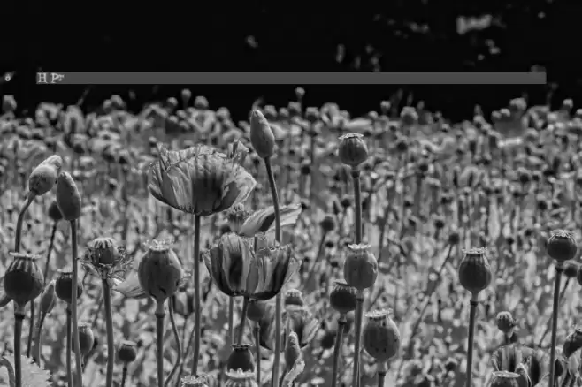 H74 Proclivity dark Font examples