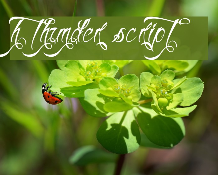 H74 Thunder Script Font examples
