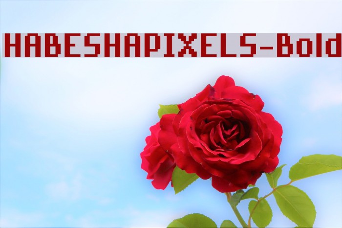 HABESHAPIXELS-Bold Example 2