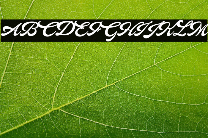 HALCION PERSONAL USE Italic Example 2