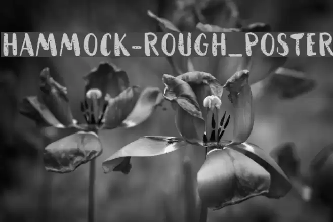 HAMMOCK-Rough_Poster Font examples