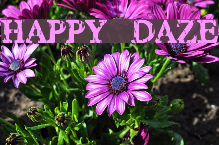 HAPPY DAZE Example 3
