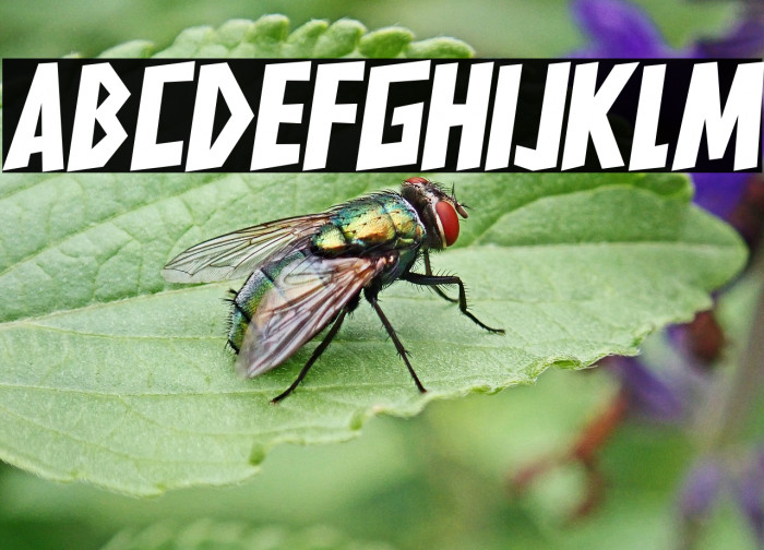 HARDLINERS Example 2