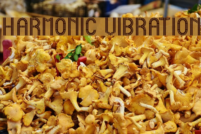 HARMONIC VIBRATION Example 3