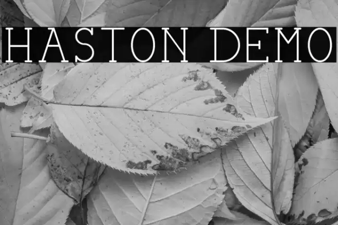 HASTON DEMO Font examples