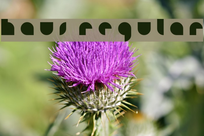 HAUS Regular Example 2