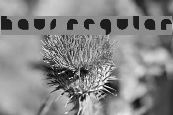 HAUS Regular Font examples