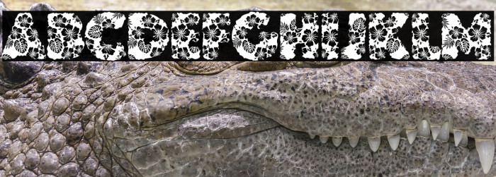 HAWAIIAN DREAMS PERSONAL USE Example 2