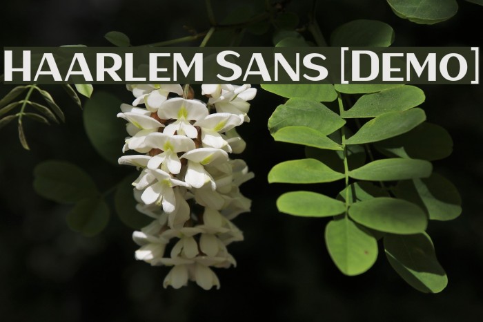 Haarlem Sans [Demo] Example 2