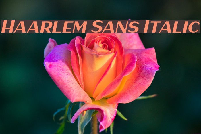 Haarlem Sans Italic Font examples