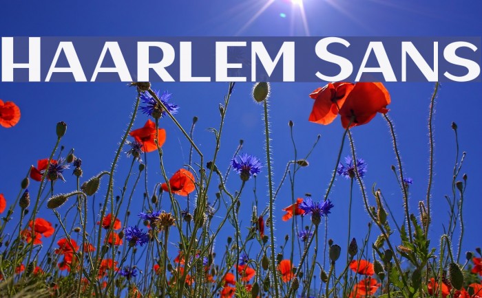 Haarlem Sans Font examples