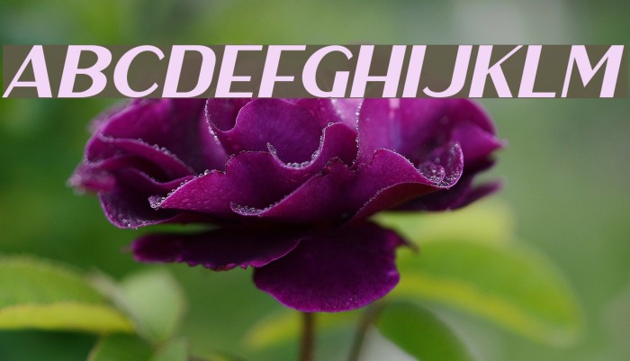 HaarlemSans-Italic Example 3