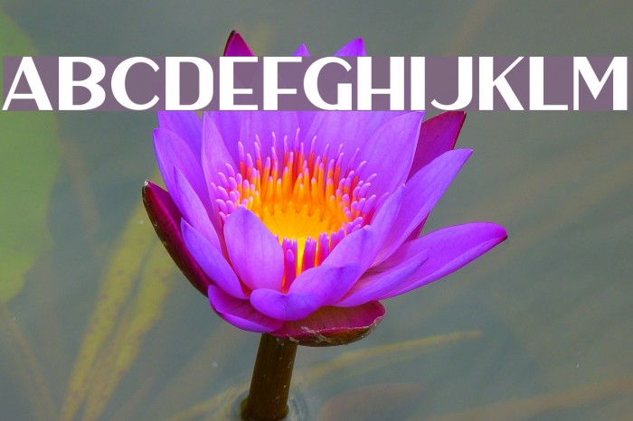 HaarlemSans Example 3