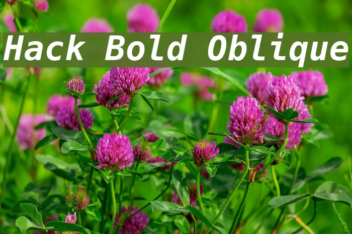 Hack Bold Oblique Шрифта examples
