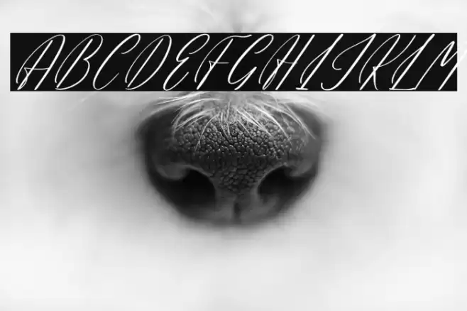 Hadinesta Blarfhine DEMO VERSIO Italic Caratteri examples