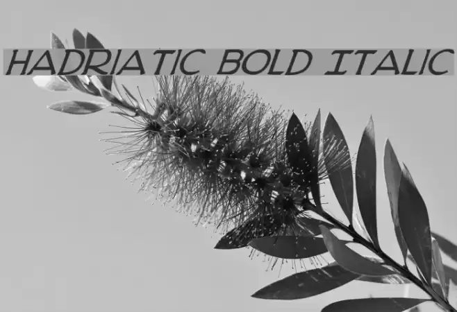 Hadriatic Bold Italic Font examples
