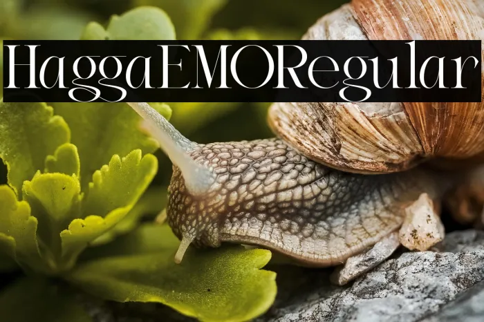 Haggia DEMO Regular Example 1