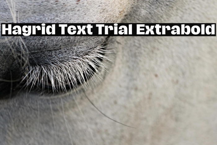 Hagrid Text Trial Extrabold Example 3